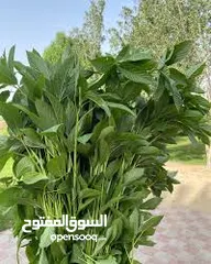  7 ملوووخيه جاهزه للطبخ او تفريزززز فرم على اليد ناعممم السعر حسب الكميه المطلوبه