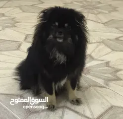  3 بومرنيان ذكر