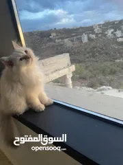  6 ثلاث قطط شيرازي للبيع  مفرد او الجميع