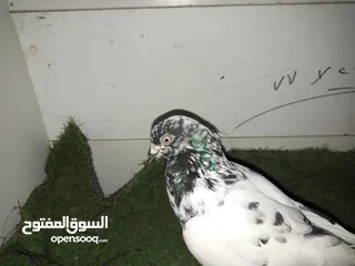  17 حمام كش للبيع كوم