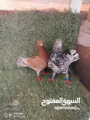  2 كوم 30 حبة تنضيف سطح جواز فحول طواير فراخ