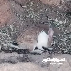  8 ارانب بلدي للبيع اقرا الوصف
