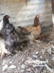  5 جاج براهما