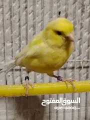  1 للبدل على طيور جنه