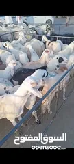  4 اغنام سواكني ابيض سعر جملة