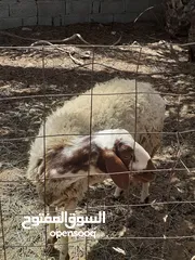  1 خروف ونعجة ربي يبارك