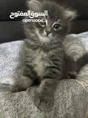  5 للبيع ذكر سكوتش مكس