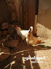  6 بسم الله الرحمن الرحيم متوفر دجاج مشكل نخب إقراء الوصف