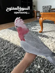  4 Gala cockatoo (Rockey)