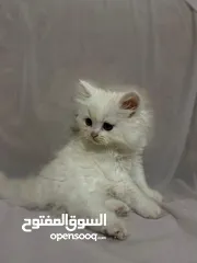  7 10 قطط للبيع للتواصل و الاستفسار على الرقم
