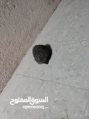  3 قنفذ أنثى صحه ونضافه 13