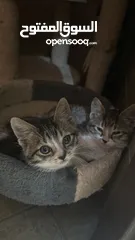  1 Playful and beautiful kittens for adoption