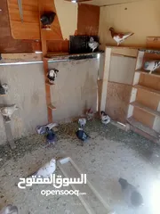  2 حمام للبيع