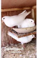  1 زغاليل بلدي وفرنسي للبيع