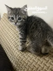  2 قطط للبيع الفوري