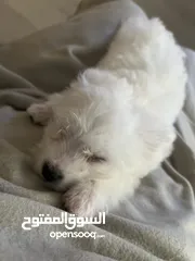  1 Maltese female puppy 2 months old