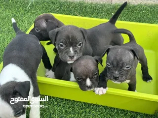  6 American bully for sale