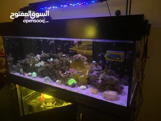  3 Marine aquarium with complete accessories
