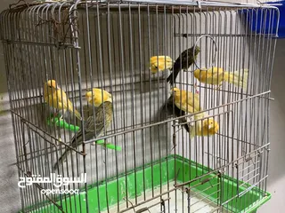  23 جوز كنار للبيع