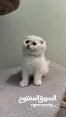  1 Scottish fold female  انثى سكوتش فولد