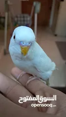 2 موجود جوز حب البينو اقرأ الوصف