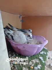 2 جوز بواز للبيع