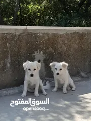  6 Pure white Loulou puppies for sale-3 months old- /puppy