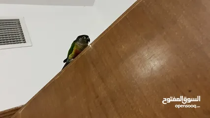  3 Green cheeked conure parrot