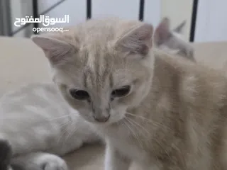  8 قطط انواع شيرازي وانجورا تركي بسعر طري