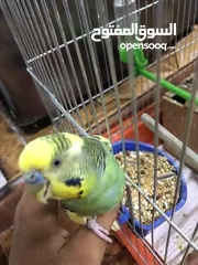  3 فحل حب شبه الف سعر مغري جدااا
