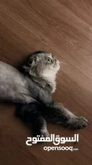  4 قطط سكوتش فولد  Scottish fold