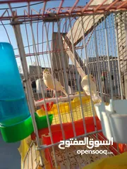  3 طيره نخب كريس مع فرخها