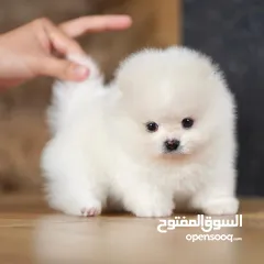  3 Excellent Teacup Pomeranian Puppies For Sale