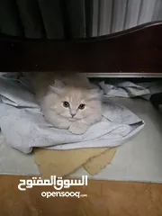  9 قط شيرازي  شامبين كرميل ذكر شعر طويل جدا