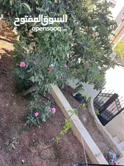  1 شقة مفروشة للأجرة   منطقة طبربور أبو عالية، تشطيب جديد، مع بلكون سطح كامل، عمارة مستقل