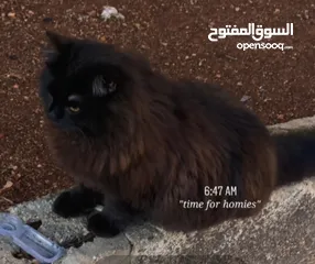  1 قط اسود ذكر شيرازي