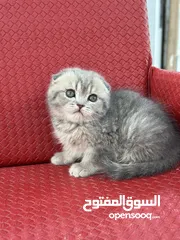  4 ماشاء الله قطط سكوتش فولد احجام ممتازه وصحه كويسه شاهد الوصف كامل