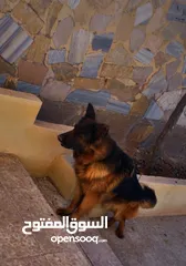  1 جيرمن شيبرد german shepherd