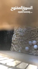  7 جوز حب شغال
