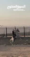  3 للبيع حصان عربي مع اوراقه