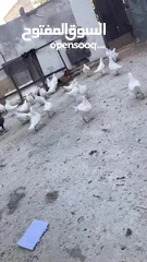  2 حمام كيرنو