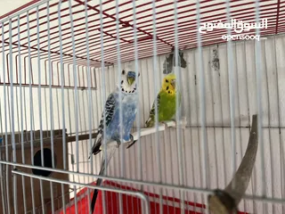  4 عصافير حب ً