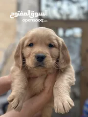  8 Vaccinated Pure Golden Retriever Puppies