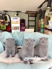  4 قطط مستويات عالمية ألوان فخمه جولدنات بلوات