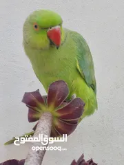  8 ببغاء درارة هندي ذكر اسمو كوكو عمر سنتين مطوق اليف جدا ما بعض نهائي لعوب بحب الاطفال