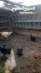  3 دجاج وحبش للبيع