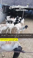  1 صول دفعه جديده من الكباشه والتيوس الصوماليه