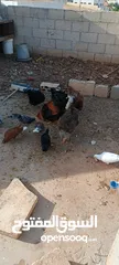  14 دجاج للبيع