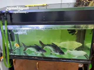  5 Complete Fish Tank Setup with Beautiful Live Fishes - Ready to Enjoy!