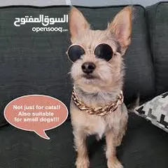  2 نظارات قطه او كلب بيبي شمسيه او قراءه تناسب جميع الانواع قطة  سكوتش انغوارا  شيرازي و لكل الاعمار لا